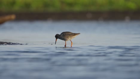 Gewöhnlicher-Rotschenkel-Watet-In-Seichten-Gewässern-Auf-Der-Nahrungssuche,-Niedriges-Winkelprofil