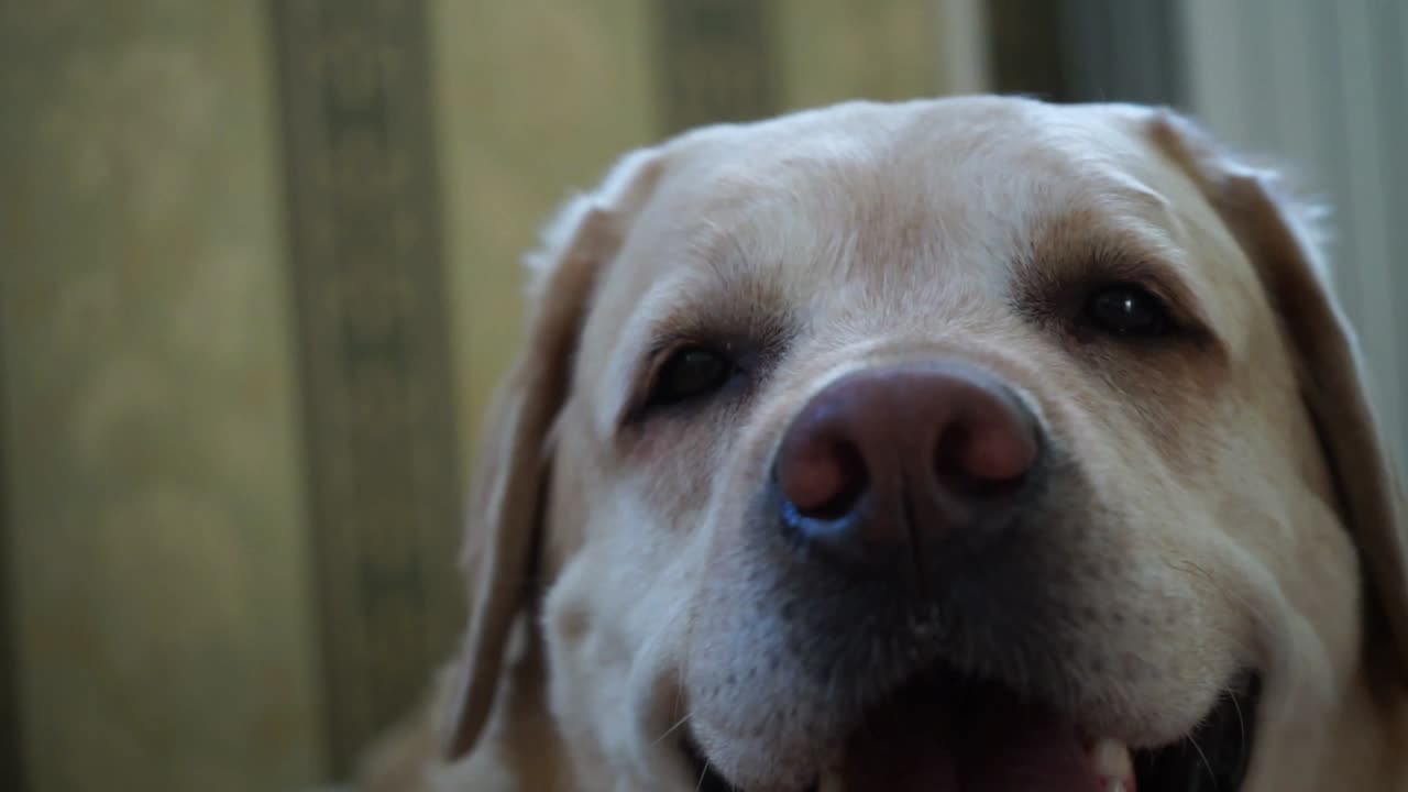 el perro labrador respira con dificultad.