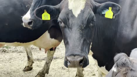 close-up shot of a holstein friesian cow on a new zealand farm, highlighting its features. perfect for themes of dairy farming, animal welfare, and rural life.