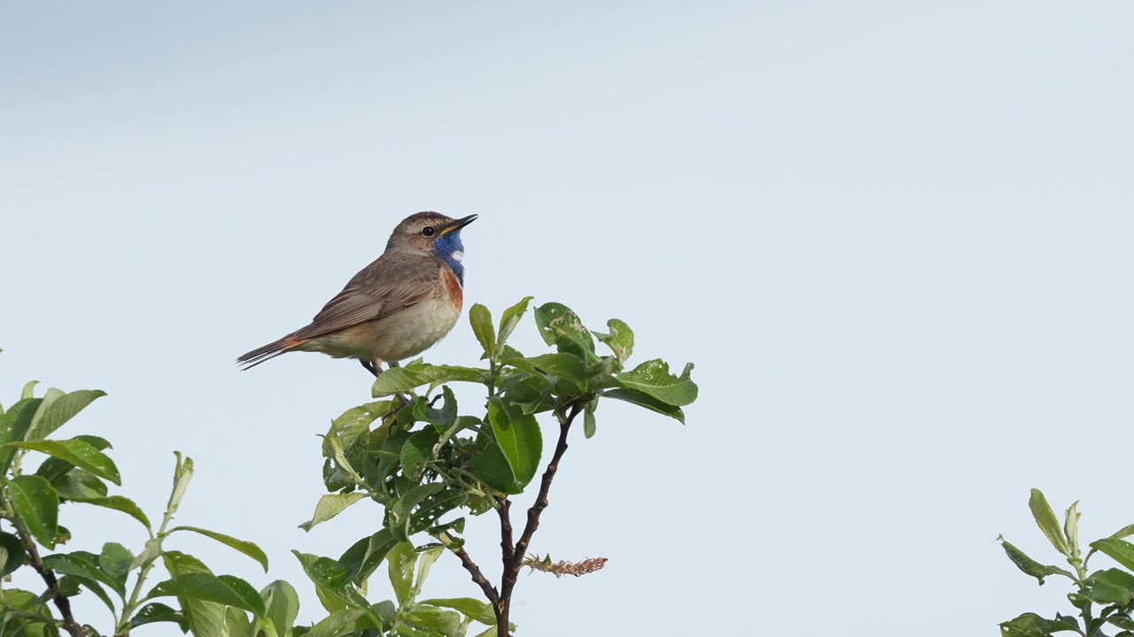 A singing male Bluethroat in a bush in the Netherlands