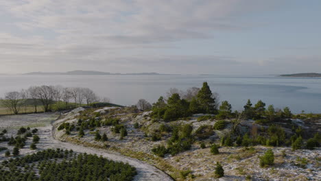 océan pittoresque près de la plantation d'arbres de noël - tir de drone aérien