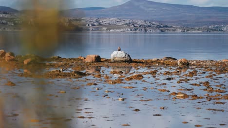 An-eagle-perches-on-a-rock-by-the-fjord-during-low-tide