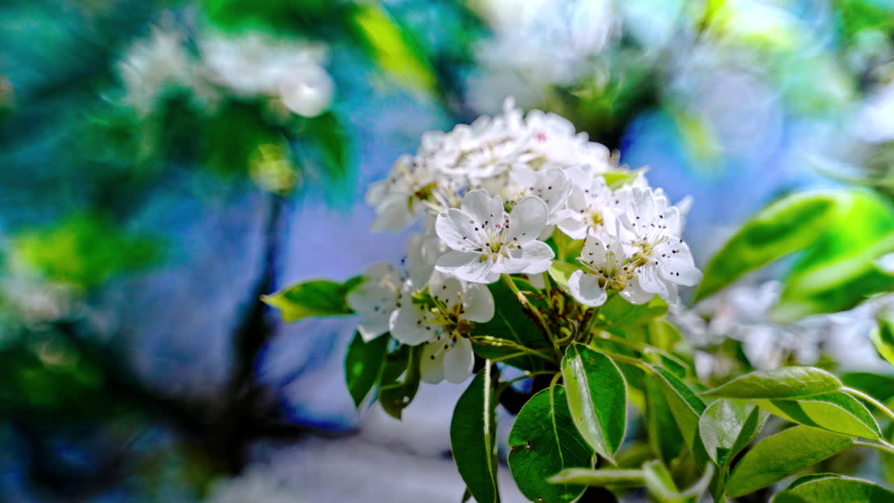 White pear blossoms on a branch with green leaves and a blurred blue-green background. The flowers have visible stamens and soft petals