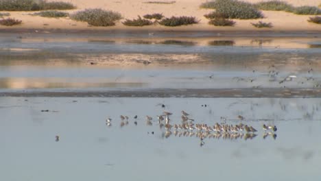 a beach full of plovers (charadriidae) 2013