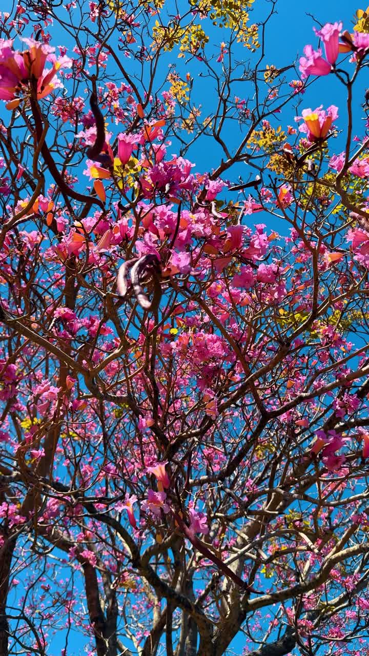 Närbild av rosa tabebuia-blommor mot blå himmel. Detaljerad vy av rosa blommande trädgrenar och frökapslar i direkt solljus i Orlando, Florida.
