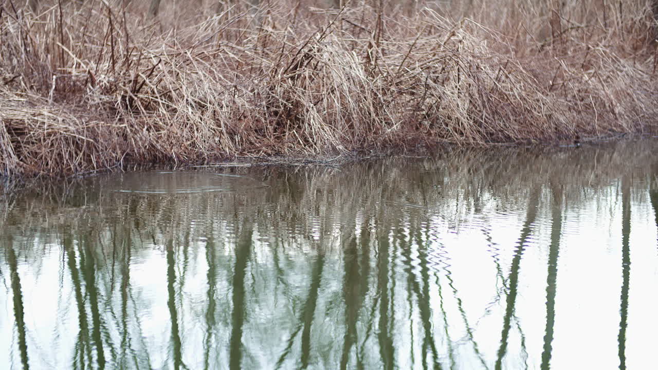 Winter River Flow Scene