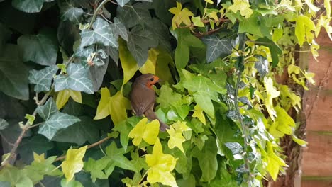 european robin bird hiding in ivy
