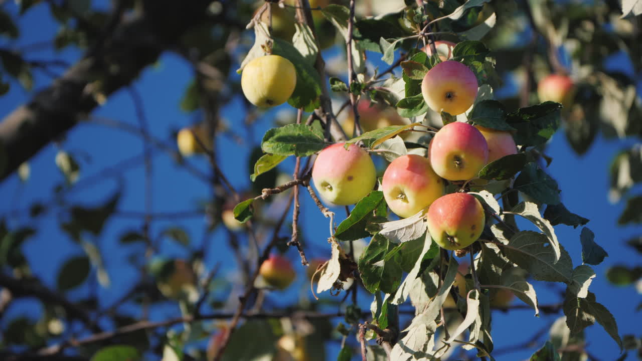 사과 나무 가지에 높은 잘 익은 겨울 등급 사과