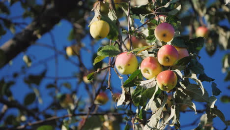 ripe winter grade apples high on a branch of apple tree