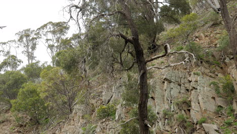 gum tree growing on the side of a cliff face