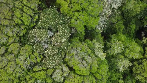 Aerial-Top-View-Of-Summer-Green-Trees-In-Forest,-California