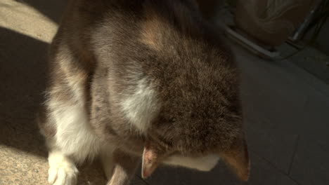 close up of a cat cleaning himself