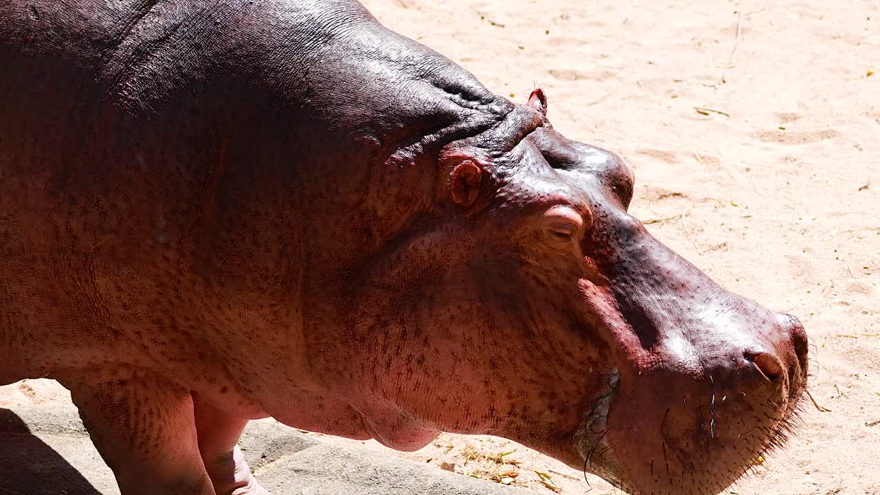 hipopótamo pigmeo explorando su recinto en tailandia