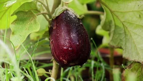 panning shot of an aubergine on the plant