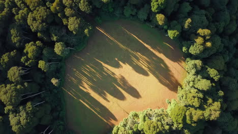 aerial view of a lush forest with a clearing