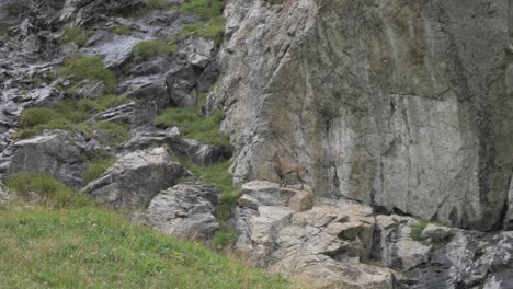 a mountain goat stops to look at the camera and skillfully climbs onto the rocks and cliff face behind him