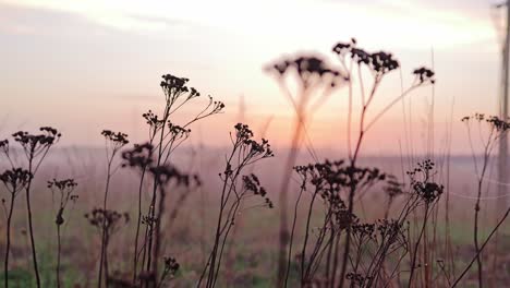 dry meadow blend into orange sky as latvian sunset bathes field in warm light