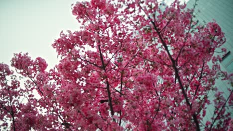pink cherry blossoms in bloom