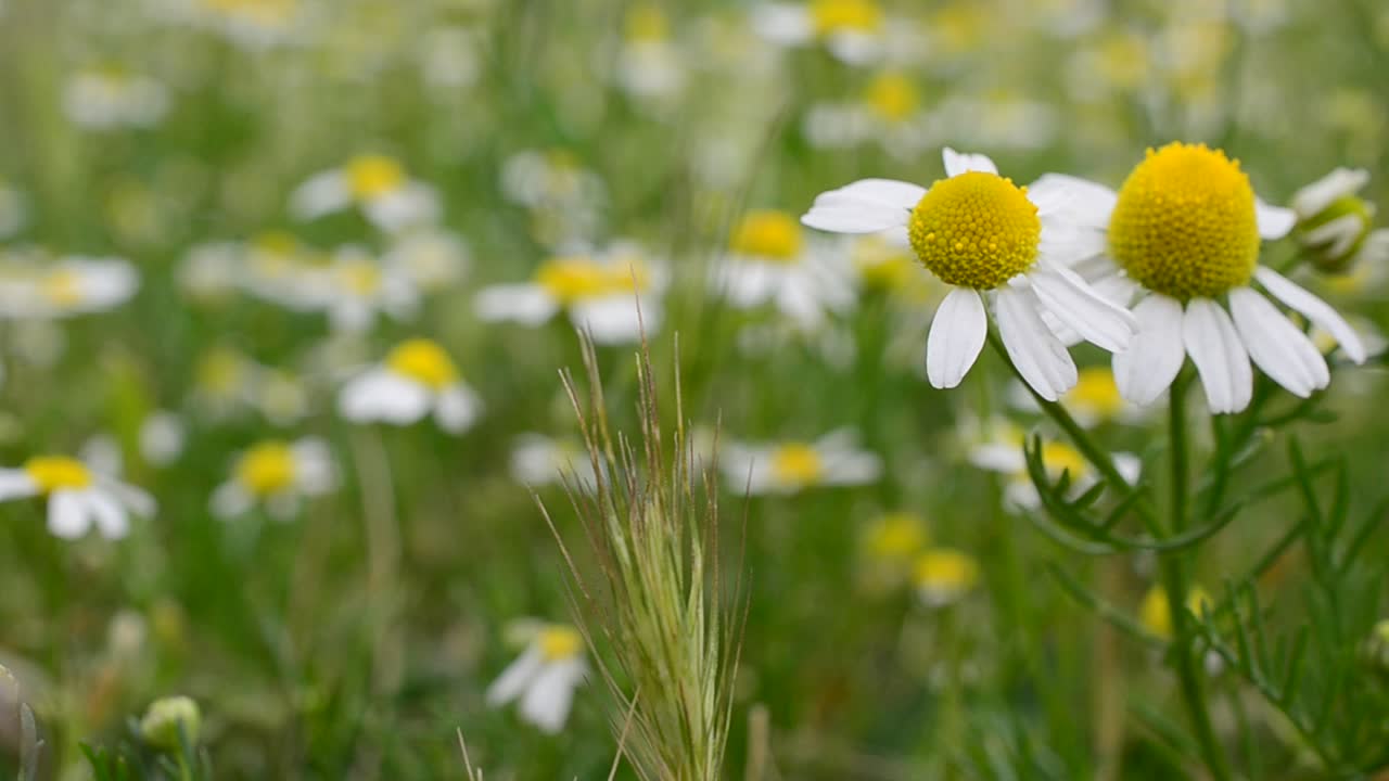 Field of camomiles flowers. Flowers outdoors, camomiles