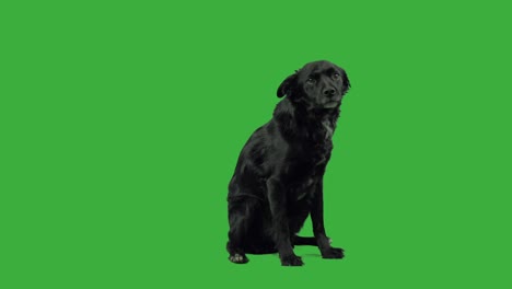 black mutty dog in green screen sitting