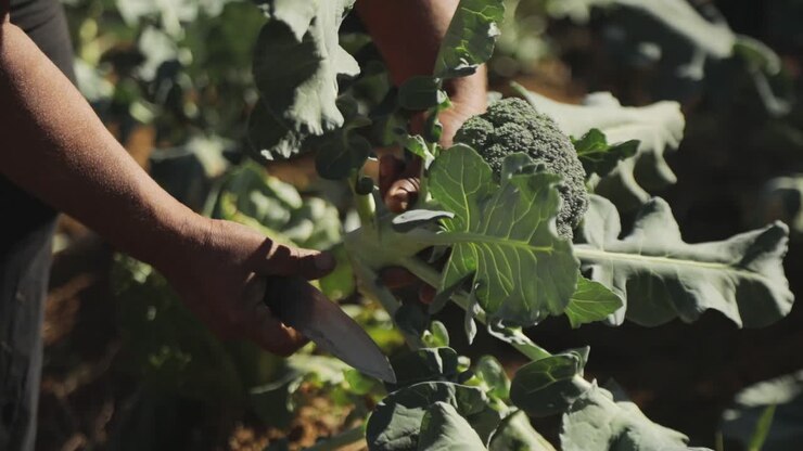Primo piano di un contadino che raccoglie una pianta di broccoli in un'azienda agricola.