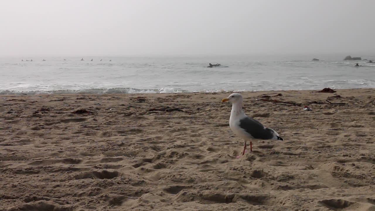 태양이 해양층을 통해 튀어나올 때 베니스 해변의 갈매기