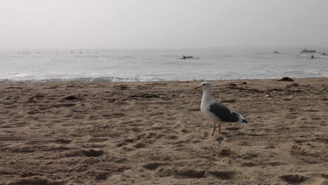 gaviota en la playa de venice mientras el sol aparece a través de la capa marina