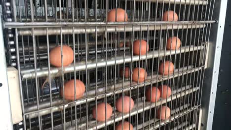 Chicken Egg Moves on the Conveyor at the Poultry Farm Chicken Egg is Moving along the Conveyor at the Poultry Farm Sorting Checking and Packaging Fresh Eggsf