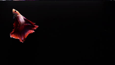 vibrant and colourful siamese fighting fish betta splendens, also known as thai fighting fish or betta, a popular aquarium fish in super slow motion on black background