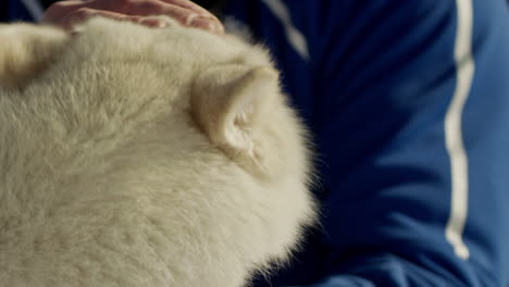 white siberian husky dog gets petted by his owner close up portrait slow motion