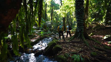 hikers in a lush tropical rainforest