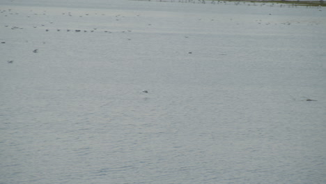 Seagull-flying-over-river-and-landing-in-water