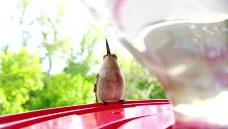 the best close up of a tiny fat humming bird with brown feathers sitting at a bird feeder in slow motion and taking drinks and eventually flies away when another bird comes