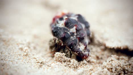 imágenes cinematográficas macro de vida silvestre en 4k de un cangrejo ermitaño comiendo y caminando por la playa en cámara lenta