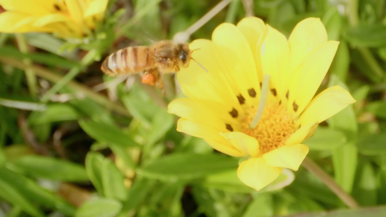 벌은 은 날에 정원에서 밝은 노란색 꽃을 꽃가루로 뿌리며 자연의 아름다움과 활동을 보여줍니다.