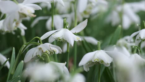 a bed of pure white snowdrop flowers in a garden in worcestershire, england on a windy day