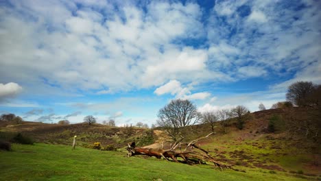 Hermoso-Veluwezoom-Durante-Un-Soleado-Día-De-Primavera-Con-Tocón-De-árbol-Muerto-Y-Luz-Solar