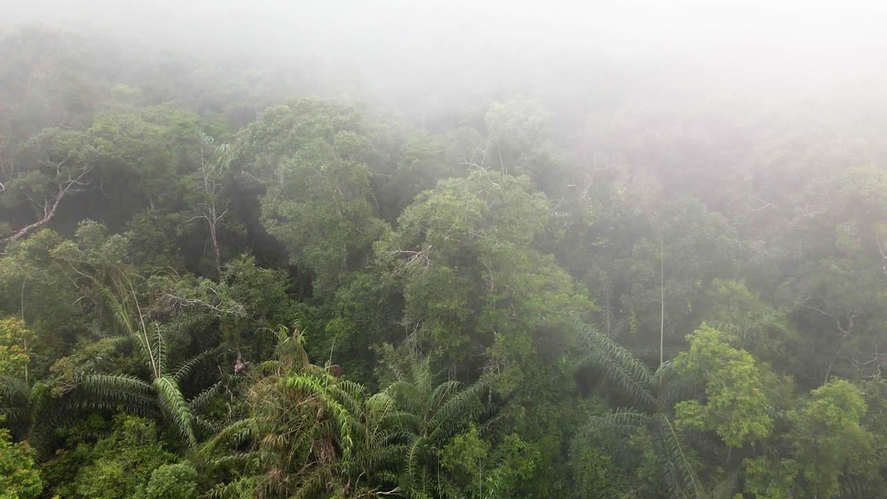 Mystic cloudy fog traveling over lush green rain forest-2