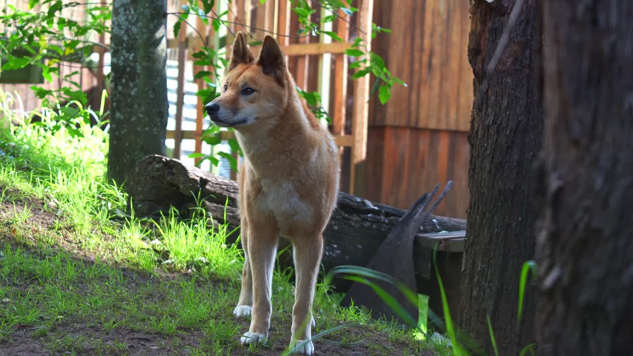 Dingo in a Natural Habitat