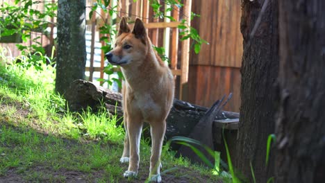 dingo in a natural habitat