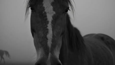 horses in black and white: close-ups and misty scenes
