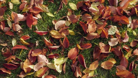 multicolored autumn fallen leaves on ground, spinning shot, top view