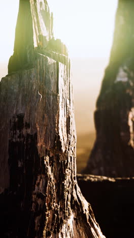 logs and trunks after the forest fire