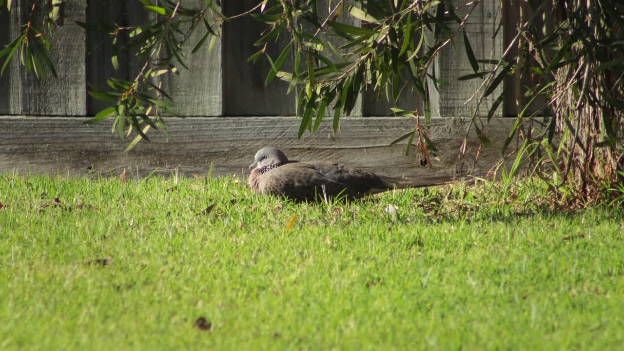 Spotted Dove Bird Sitting On Grass in the Sun Daytime Australia, Victoria, Maffra, Gippsland