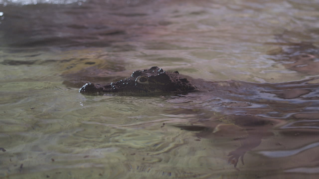 cocodrilo cubano flota con la cabeza sobre la superficie de un poco de agua en su recinto en un parque de vida silvestre