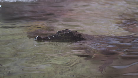 Cocodrilo-Cubano-Flota-Con-La-Cabeza-Sobre-La-Superficie-De-Un-Poco-De-Agua-En-Su-Recinto-En-Un-Parque-De-Vida-Silvestre