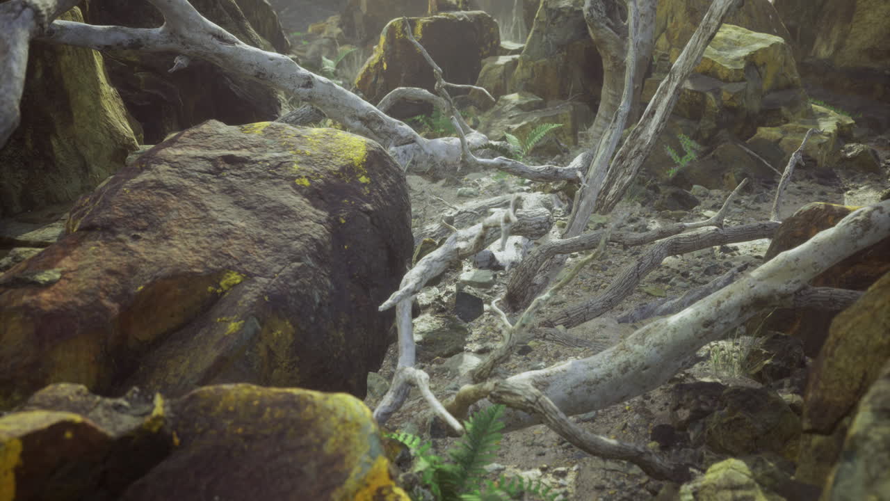 Natural landscape featuring fallen trees and rocky terrain in a forest setting