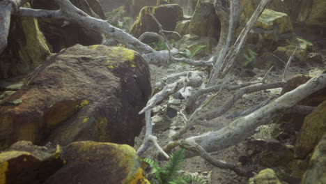natural landscape featuring fallen trees and rocky terrain in a forest setting