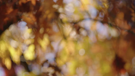 tiro de enfoque, tiro medio, del follaje de otoño en un día soleado de otoño con las hojas ondeando en el viento