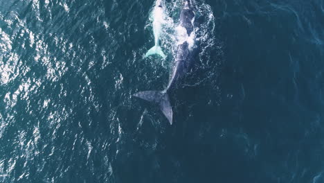 Rare-white-newborn-brindle-Southern-Right-whale-calf-swims-with-its-mom,-drone